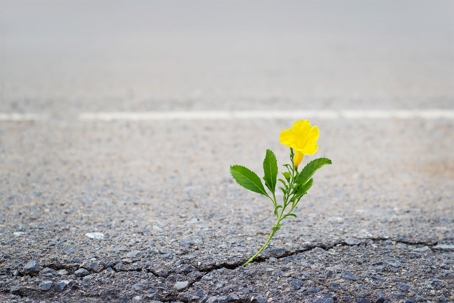 Flower growing through crack in cement