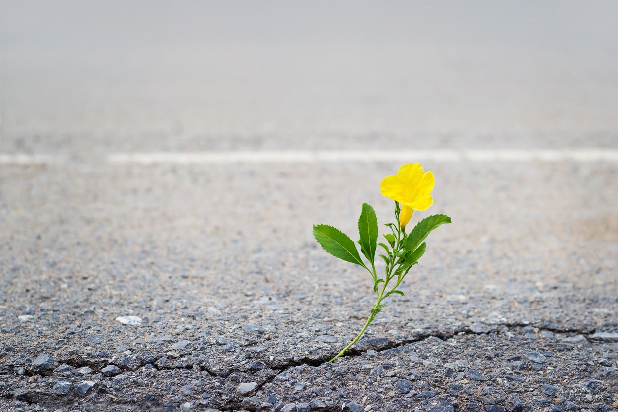 Flower growing through crack in cement